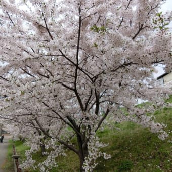 一本の桜の木