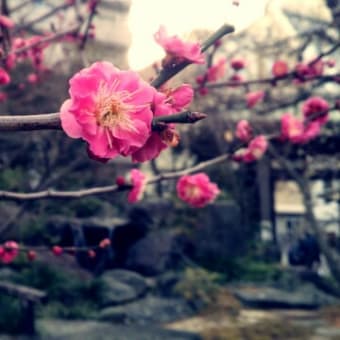 神田　湯島天神の梅