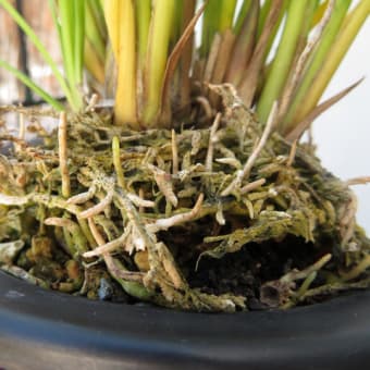 富貴蘭　裏甲龍 Yahoo!オークション - 富貴蘭 令和五年度日本富貴蘭会新登録品種