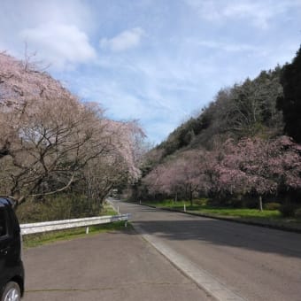 桜ようやく咲き始めたかな…