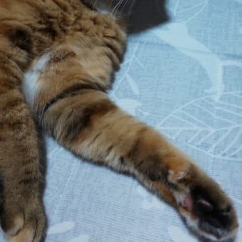 続あじさい