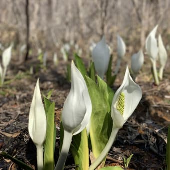 みやぎ仙南エリア４月の観光イベント情報