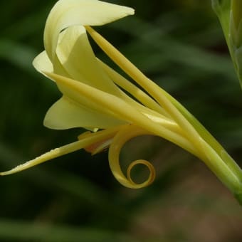 モウセンゴケ みんなの花図鑑 掲載数 3 406件