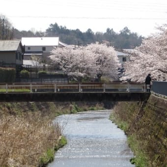 猪名川の桜・並木まつりも中止