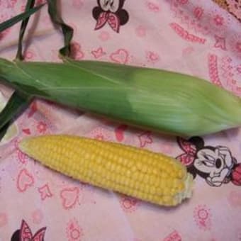 とうもろこしの季節？