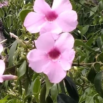 6月の花