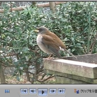 旅の鳥シロハラ君を　「白鵬」と命名します