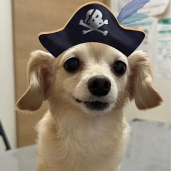●　３月ブログ🌸【現在、診察は予約制となっております。】