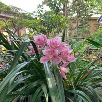 今年もランが花をつけました。