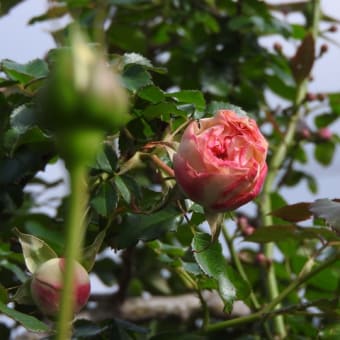 開花宣言