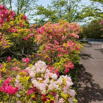 ツツジを見に公園へ