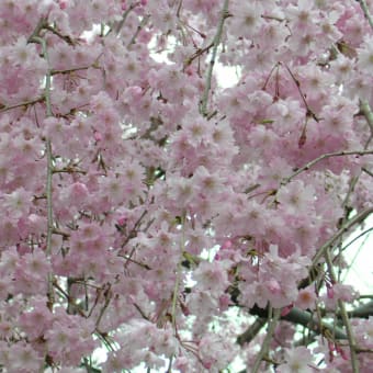 桜　part.３