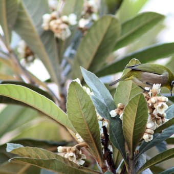 メジロ　と　枇杷の花