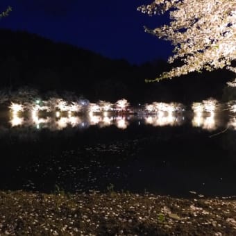 ２０２４・４・１６　須坂市は臥竜公園の夜桜