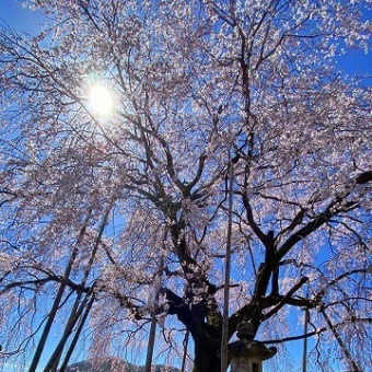 岐阜市岩田にある林陽寺の枝垂れ桜を見てきました
