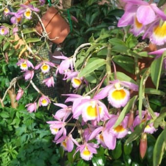 デンドロビューム、ロドゲシィの花