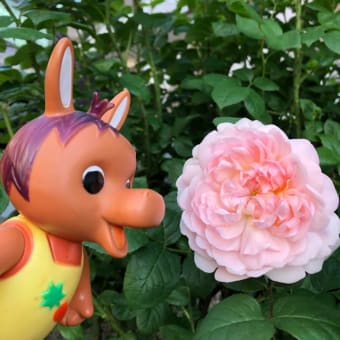 ロバくんとピンクの薔薇