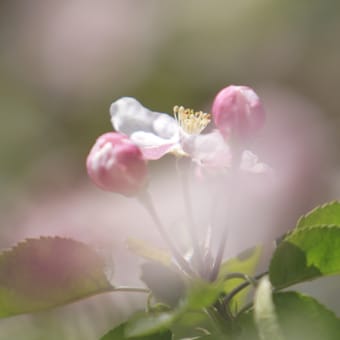 あっぷる。