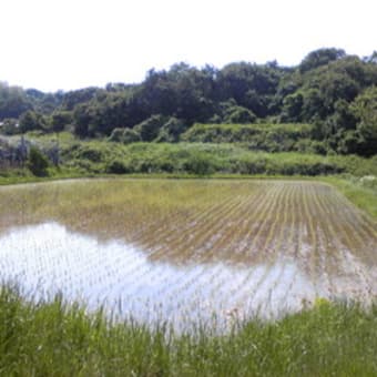 散歩と桑の実酵母