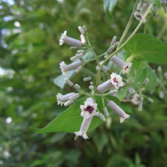 この可憐な花を