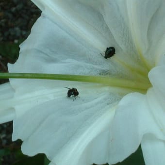 白い花その２