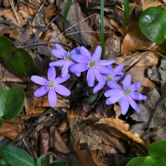 山形のとある山で濃色の雪割草を（2025年4月10日）