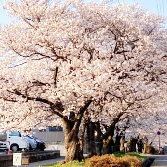長野は桜綺麗です♪