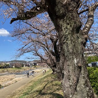 高野川のソメイヨシノの古木が咲いた！