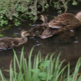 今朝も元気（続）カモちゃん情報