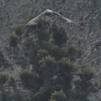 クマタカ成鳥の飛び出し