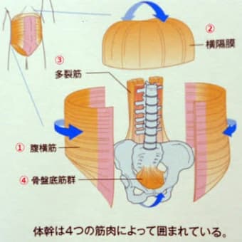 腹横筋
