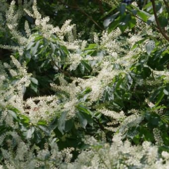 リョウブ　令法　リョウブ科　木陰で育ち白い小さな花、若葉と花は食用になります。今日の野鳥：ツバメ