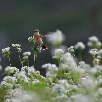 ソバの花にノビタキが止まってくれました。仕草が可愛いです。