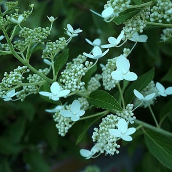 ★ピラミッドアジサイ・ノリウツギ・ハスなど夏の花　2024