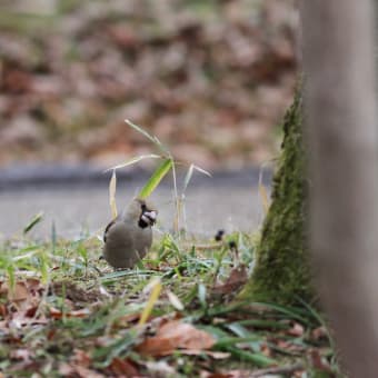 枝かぶりデー