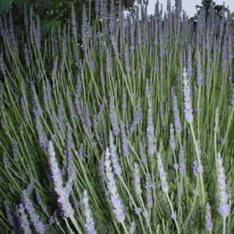 ラベンダーは花盛り