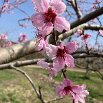 桃開花