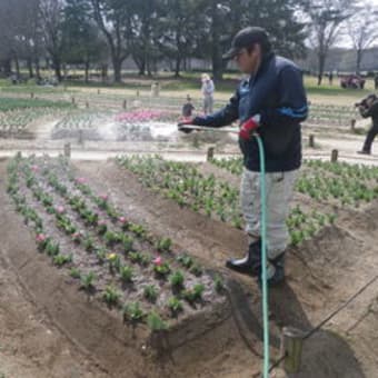 咲き始めてきましたよー！