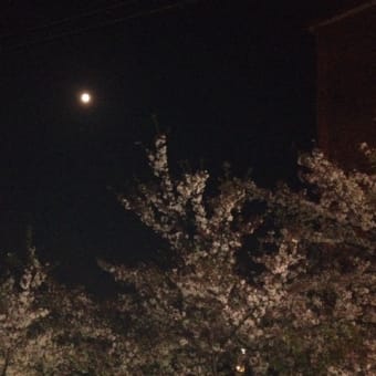 名残の夜桜