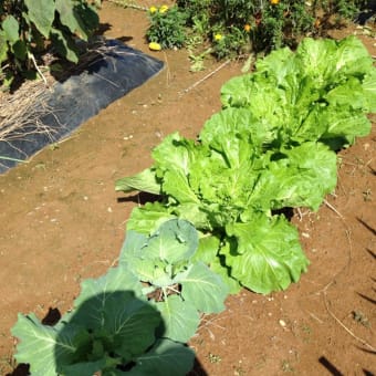 野菜栽培 野沢菜と春菊発芽