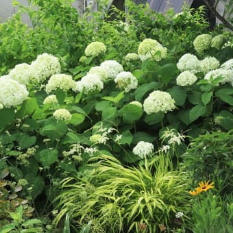 暑いけど　紫陽花散策。