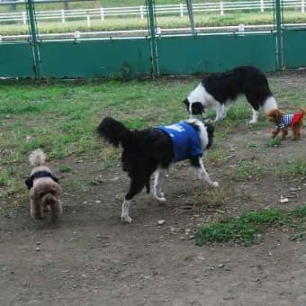 海の公園 ＤＯＧ ＲＵＮ