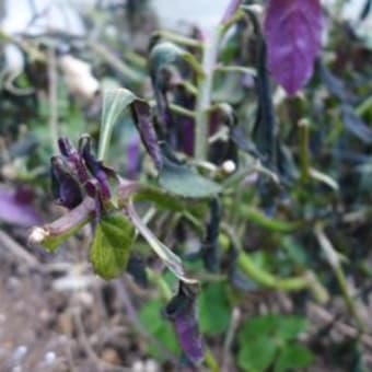 固定種の野菜を植える