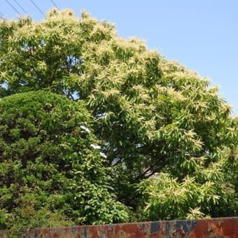 強き香に引かれて行けば栗の花（長徳寺近く）