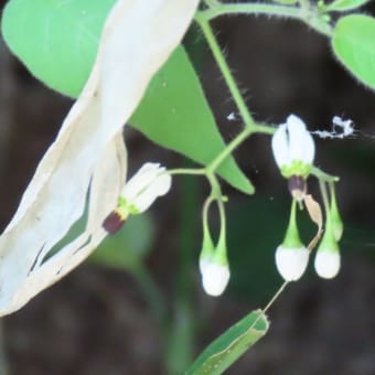 松尾寺周辺で植物調べ３