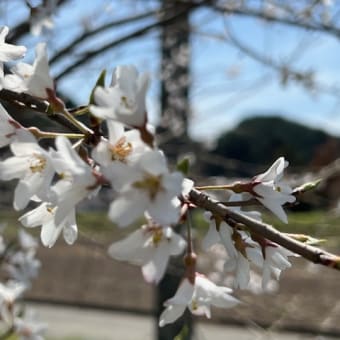 そうだ、日本三大桜を見に行ってみるかぁ