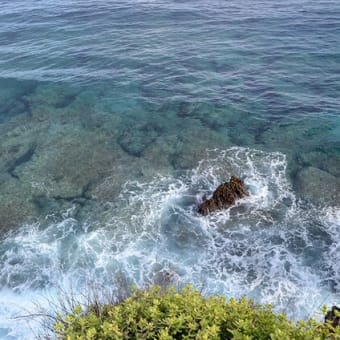 早春の南の島