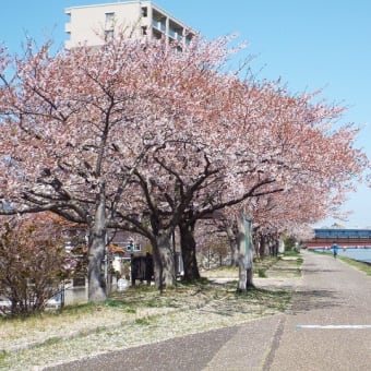 関屋分水の桜４