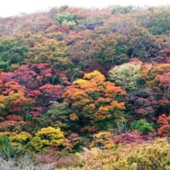 佐渡白雲台2015.10.12気温9.4℃(10:30現在）　妙見山紅葉状況