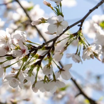 国営武蔵丘陵森林公園の桜　その１４